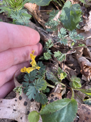 Corydalis flavula, photograph (c) Patricia Pennington, some rights reserved (CC BY)