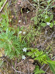 Meconella denticulata