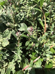 Polygonum paronychia