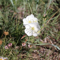 Oenothera albicaulis
