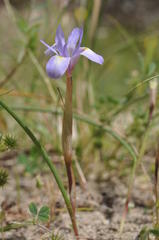 Moraea mediterranea