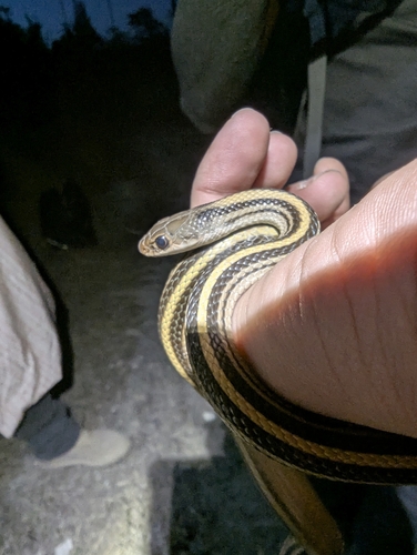 Baird's Patchnose Snake