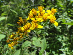 Verbesina oligantha