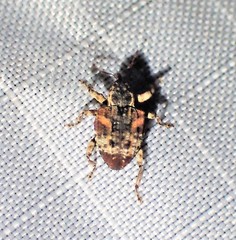 Conotrachelus anaglypticus