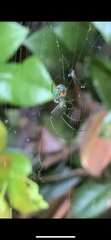 Leucauge argyrobapta image