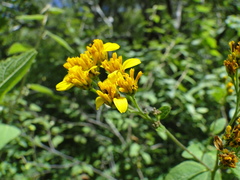 Verbesina oligantha