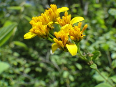 Verbesina oligantha