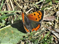 Lycaena phlaeas