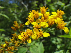 Verbesina oligantha