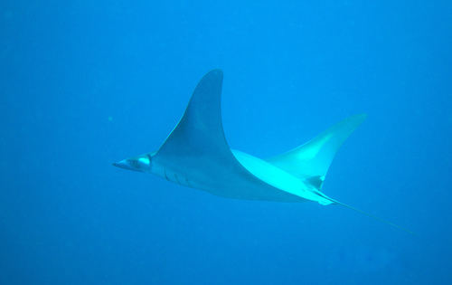 Mobula thurstoni