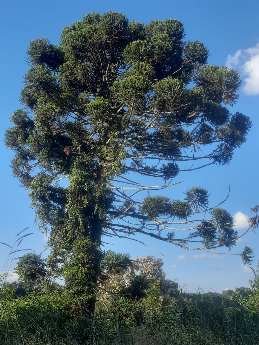 Araucaria angustifolia
