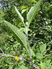 Verbesina oligantha