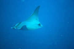 Mobula thurstoni