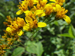 Verbesina oligantha