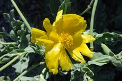 Glaucium flavum