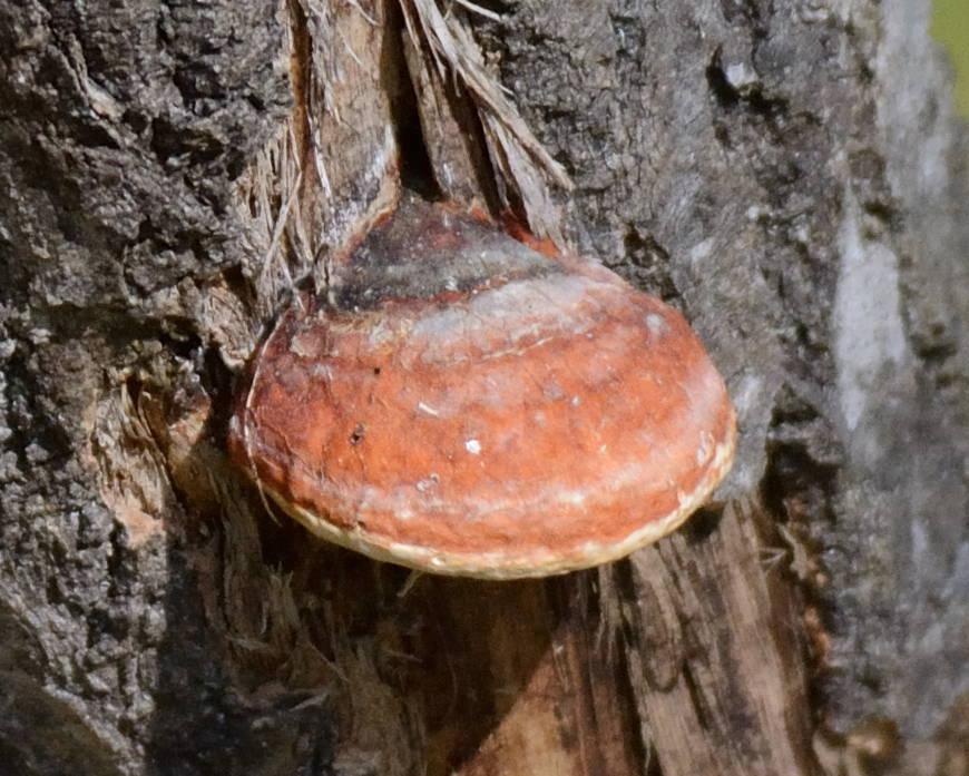 Fomitopsis pinicola · May 2026 · photo: © fyodorp (iNaturalist, cc-by)