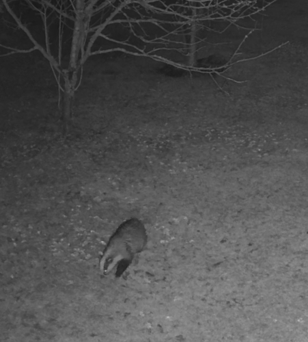 European Badger