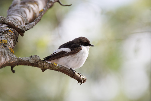 Papamoscas cerrojillo (Ficedula hypoleuca)