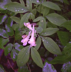 Corydalis cava marschalliana