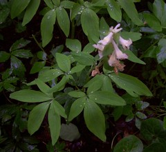 Corydalis cava marschalliana