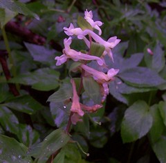 Corydalis cava marschalliana
