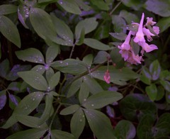 Corydalis cava marschalliana