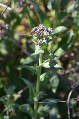Cynoglossum creticum