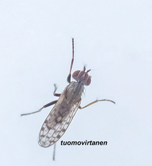 Pherbellia schoenherri