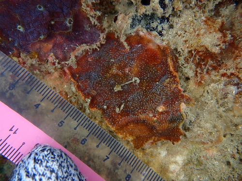 Cycloseris observed 2026-05-05