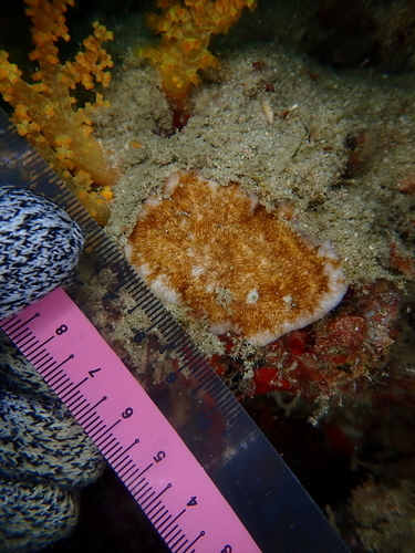 Cycloseris observed 2026-05-05