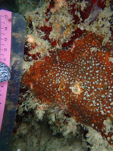 Cycloseris observed 2026-05-05