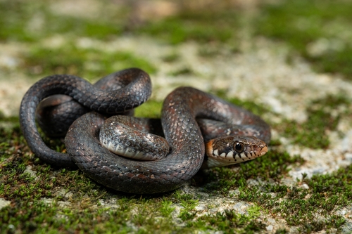 Pope's Keelback