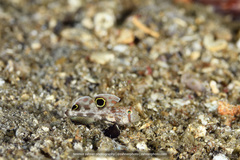 Signigobius biocellatus