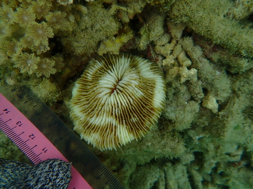 Danafungia scruposa observed 2026-05-05