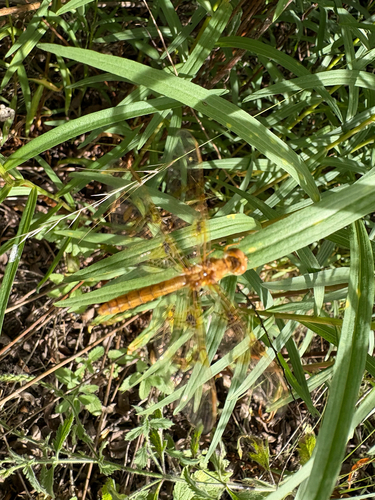 iNaturalist observation photo of Mexican Amberwing