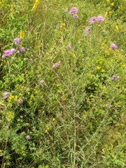 Centaurea pseudomaculosa