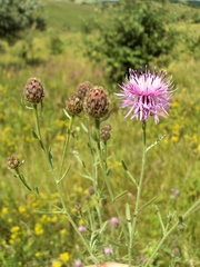 Centaurea pseudomaculosa