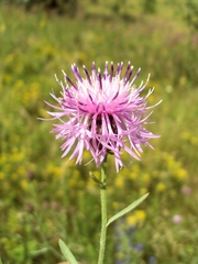 Centaurea pseudomaculosa