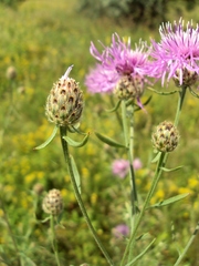 Centaurea pseudomaculosa