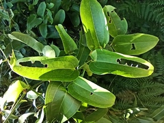 Smilax australis