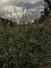 Lepidium ruderale