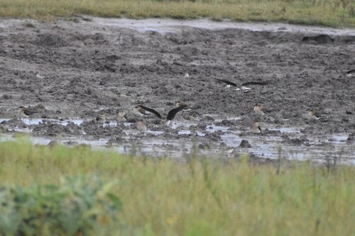 iNaturalist image