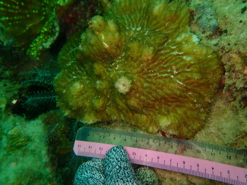 Merulina cylindrica observed 2026-05-05