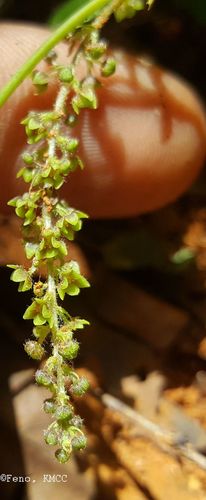 Dioscorea sambiranensis