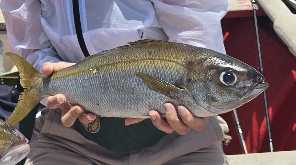 African forktail snapper (Apsilus fuscus) — Lutjanidae