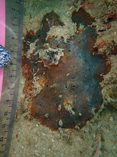 Cycloseris observed 2026-05-05