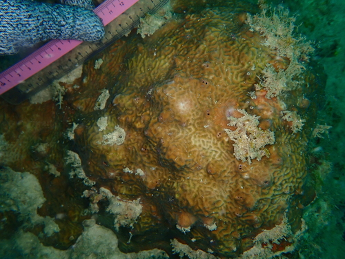 Psammocora columna observed 2026-05-05