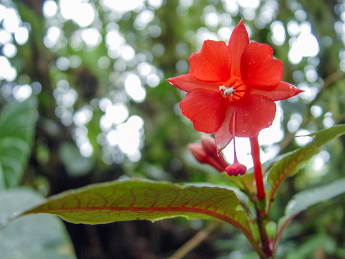 Fuchsia macrostigma (Fuchsia macrostigma)