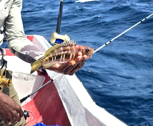 Serranus atricauda