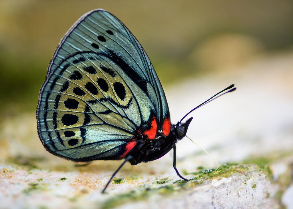 Asterope leprieuri